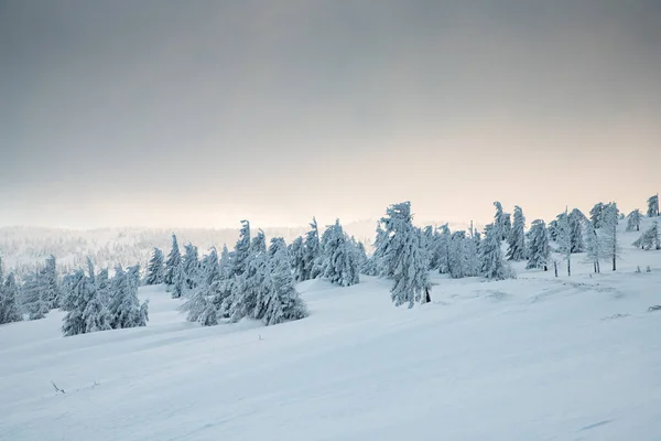 Incrível Paisagem Inverno Com Abetos Nevados — Fotografia de Stock