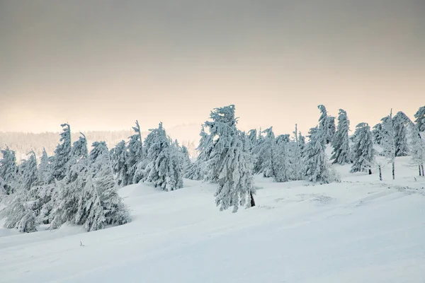 Incrível Paisagem Inverno Com Abetos Nevados — Fotografia de Stock