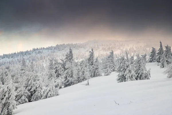 Increíble Paisaje Invierno Con Abetos Nevados —  Fotos de Stock