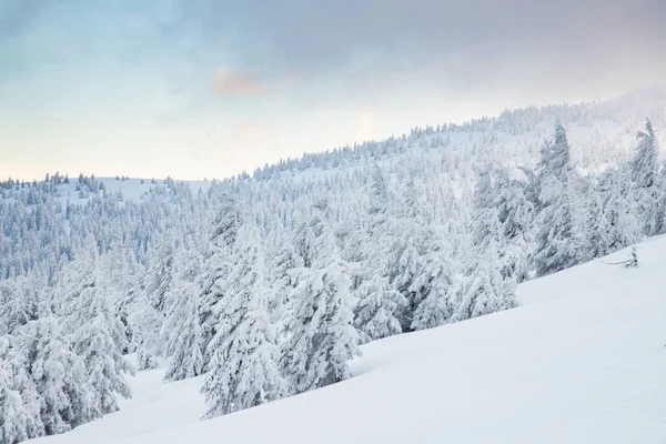 美丽的冬季风景 有雪地冷杉树 — 图库照片