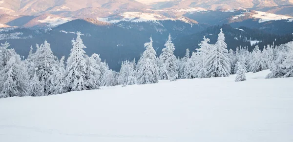 Increíble Paisaje Invierno Con Abetos Nevados —  Fotos de Stock