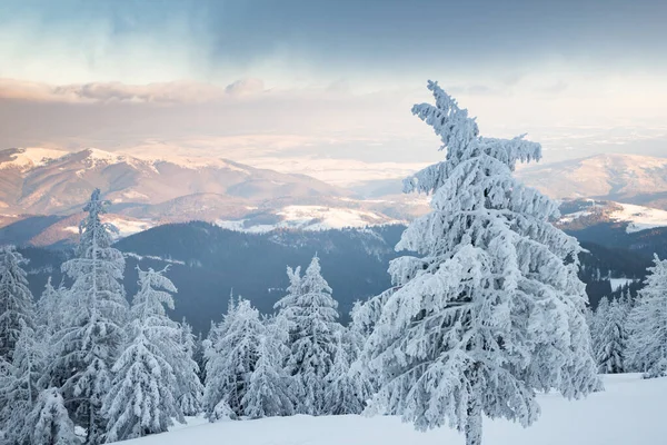 Fantastiskt Vinterlandskap Med Snöiga Granar — Stockfoto