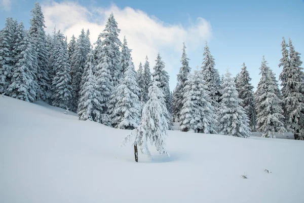 Amazing Winter Landscape Snowy Fir Trees Stock Image