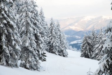 Karlı köknar ağaçları ile muhteşem kış manzarası