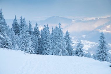 Karlı köknar ağaçları ile muhteşem kış manzarası