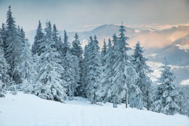 Karlı köknar ağaçları ile muhteşem kış manzarası