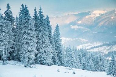 Karlı köknar ağaçları ile muhteşem kış manzarası