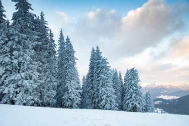 Karlı köknar ağaçları ile muhteşem kış manzarası