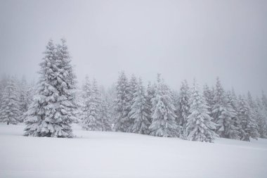 Sihirli kış manzarası Karlı köknar ağaçları