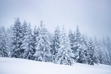 Sihirli kış manzarası Karlı köknar ağaçları