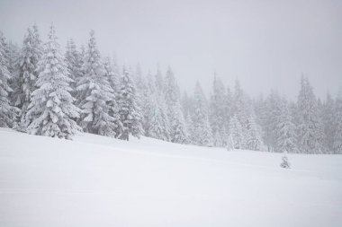 Sihirli kış manzarası Karlı köknar ağaçları