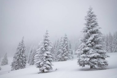 Sihirli kış manzarası Karlı köknar ağaçları