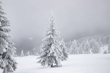 Sihirli kış manzarası Karlı köknar ağaçları