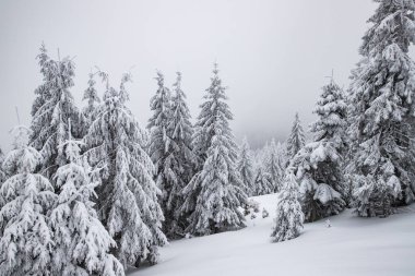 Sihirli kış manzarası Karlı köknar ağaçları