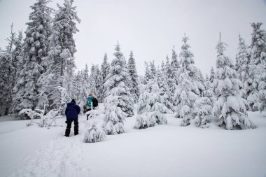Sihirli kış manzarası Karlı köknar ağaçları