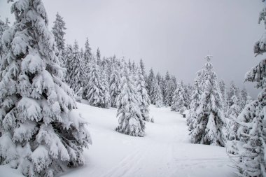 Sihirli kış manzarası Karlı köknar ağaçları
