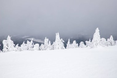 Sihirli kış manzarası Karlı köknar ağaçları