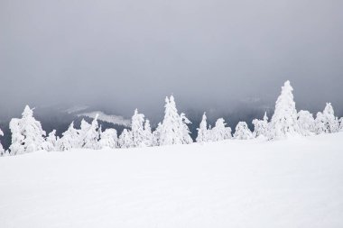 Sihirli kış manzarası Karlı köknar ağaçları