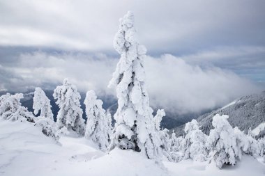 Sihirli kış manzarası Karlı köknar ağaçları