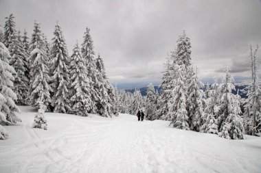 Sihirli kış manzarası Karlı köknar ağaçları