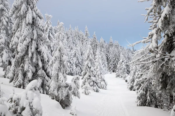 Geweldig Winterlandschap Met Besneeuwde Dennenbomen — Stockfoto