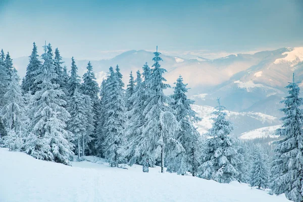 Increíble Paisaje Invierno Con Abetos Nevados —  Fotos de Stock