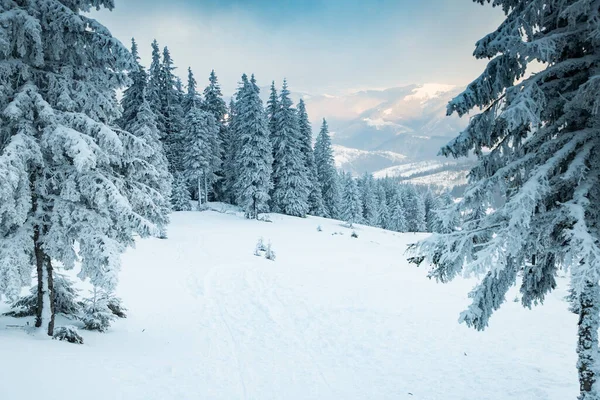 눈덮인 전나무들로 뒤덮인 놀라운 — 스톡 사진