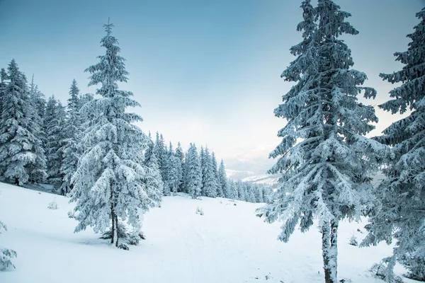 Increíble Paisaje Invierno Con Abetos Nevados —  Fotos de Stock