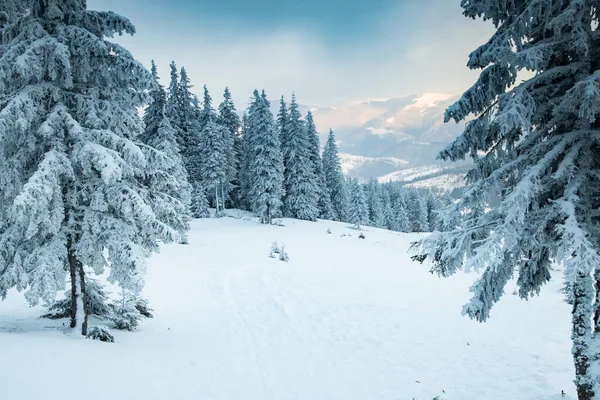 Paysage Hivernal Incroyable Avec Des Sapins Neigeux — Photo