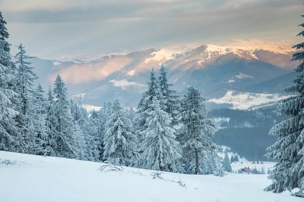 Increíble Paisaje Invierno Con Abetos Nevados —  Fotos de Stock