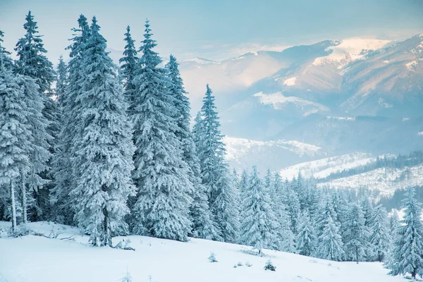 Increíble Paisaje Invierno Con Abetos Nevados —  Fotos de Stock