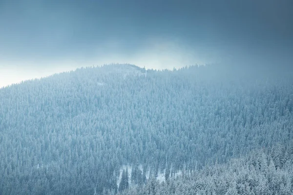 Amazing Winter Landscape Snowy Fir Trees — Stock Photo, Image