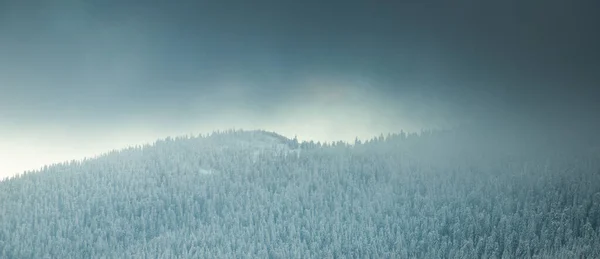 美丽的冬季风景 有雪地冷杉树 — 图库照片