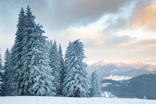 Paysage Hivernal Incroyable Avec Des Sapins Neigeux — Photo