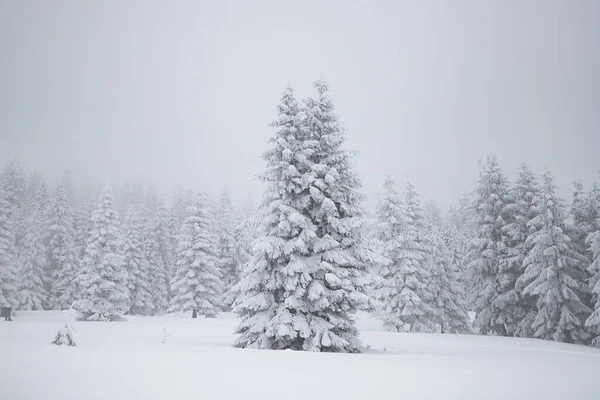 雪のモミの木と魔法の冬の風景 — ストック写真
