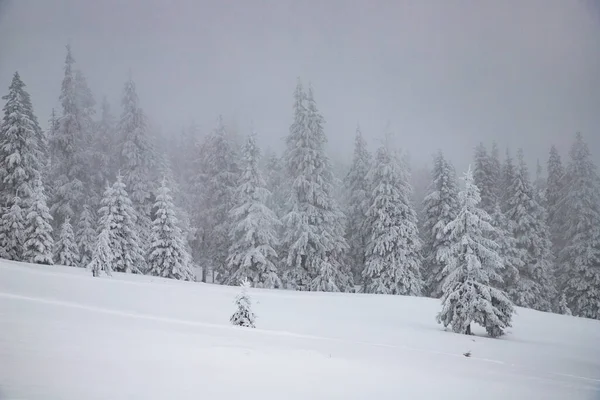 Волшебный Зимний Пейзаж Снежными Елками — стоковое фото