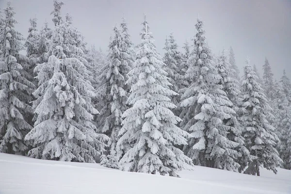 Paisaje Mágico Invierno Con Abetos Nevados — Foto de Stock