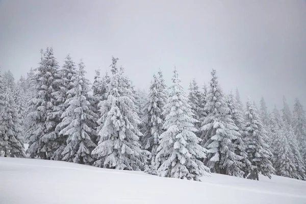 Волшебный Зимний Пейзаж Снежными Елками — стоковое фото