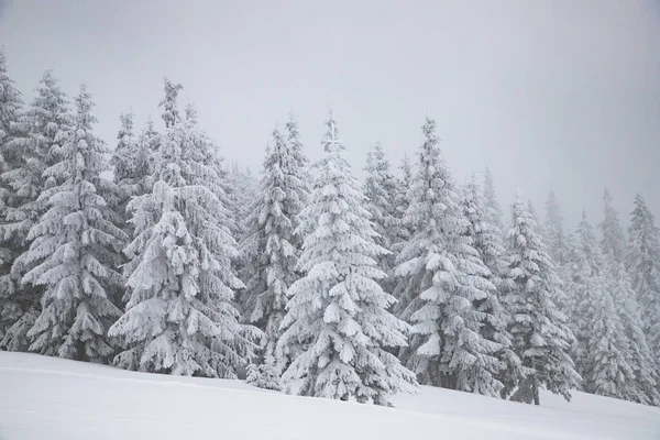 Paisagem Mágica Inverno Com Abetos Nevados — Fotografia de Stock