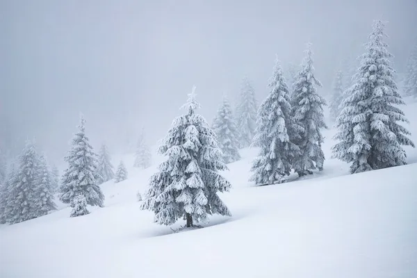 雪地冷杉的冬季奇景 — 图库照片