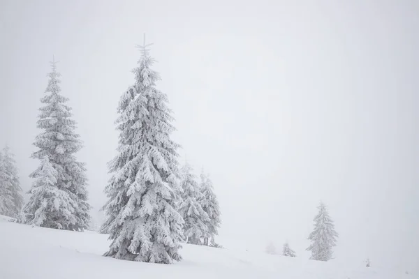 Magi Vinter Landskap Med Snöiga Granar — Stockfoto