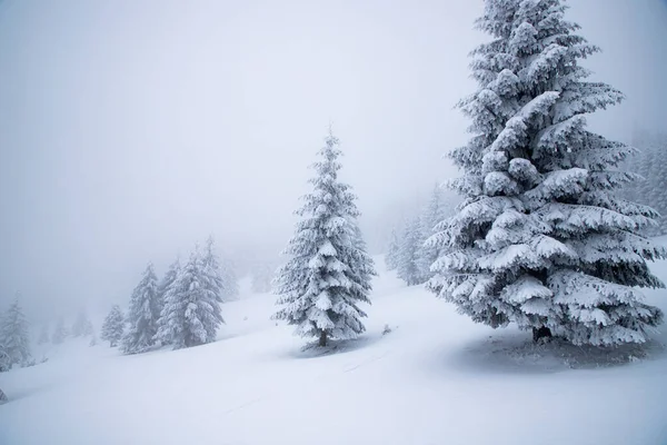 Magische Winterlandschaft Mit Schneebedeckten Tannen — Stockfoto