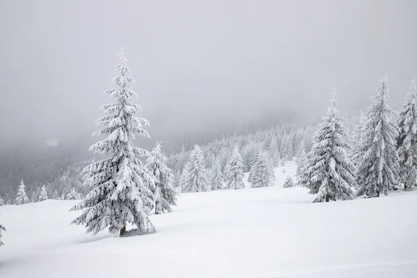 Magische Winterlandschaft Mit Schneebedeckten Tannen — Stockfoto