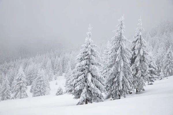 Sihirli Kış Manzarası Karlı Köknar Ağaçları — Stok fotoğraf