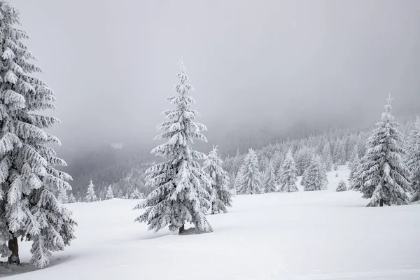 Magische Winterlandschaft Mit Schneebedeckten Tannen — Stockfoto