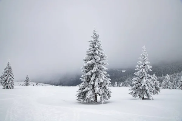 Magische Winterlandschaft Mit Schneebedeckten Tannen — Stockfoto