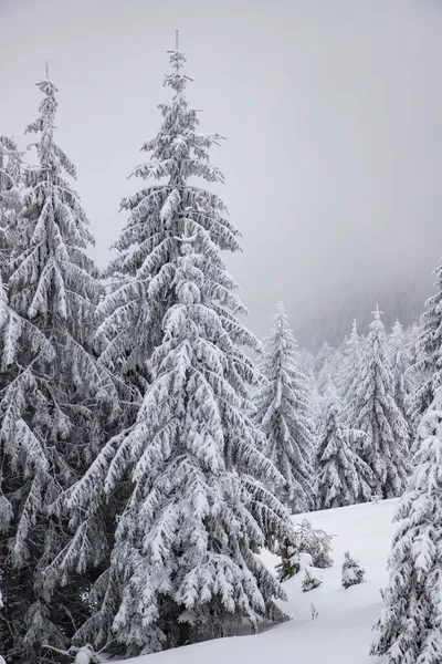 雪地冷杉的冬季奇景 — 图库照片