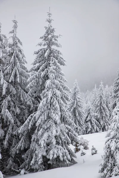 雪地冷杉的冬季奇景 — 图库照片