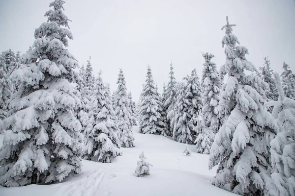 Magisch Winterlandschap Met Besneeuwde Dennenbomen — Stockfoto