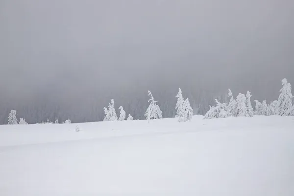 Paisaje Mágico Invierno Con Abetos Nevados —  Fotos de Stock